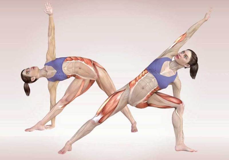 content_yoga-anatomy-2__econet_ru